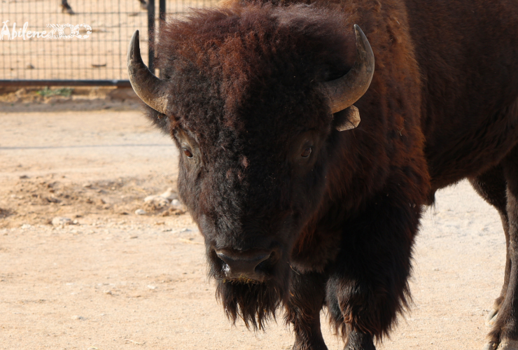 Abilene Zoo Bison1